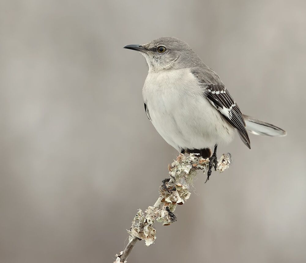 Многоголосый пересмешник - Northern Mockingbird