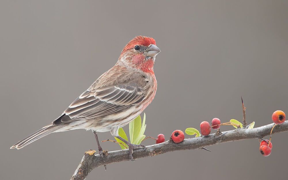 House finch - Мексиканская Чечевица