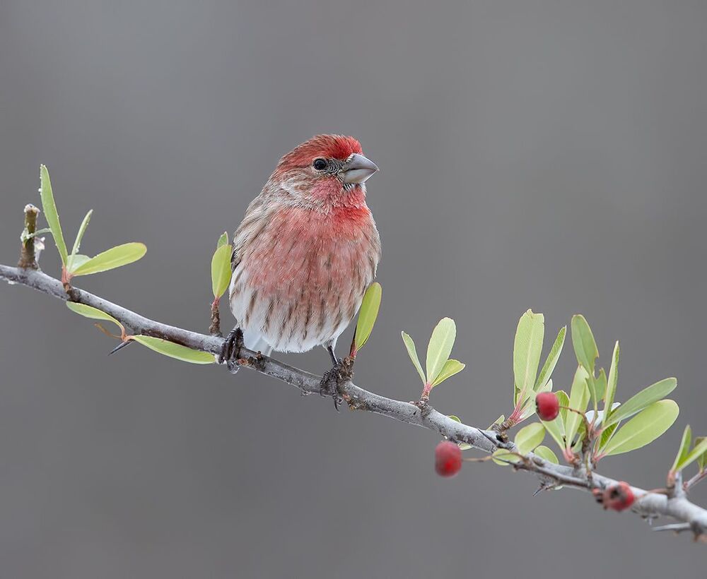 House finch - Мексиканская Чечевица