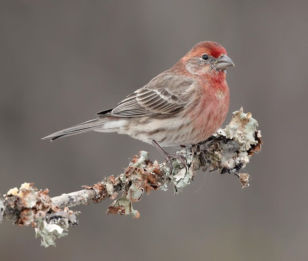 House finch - Мексиканская Чечевица