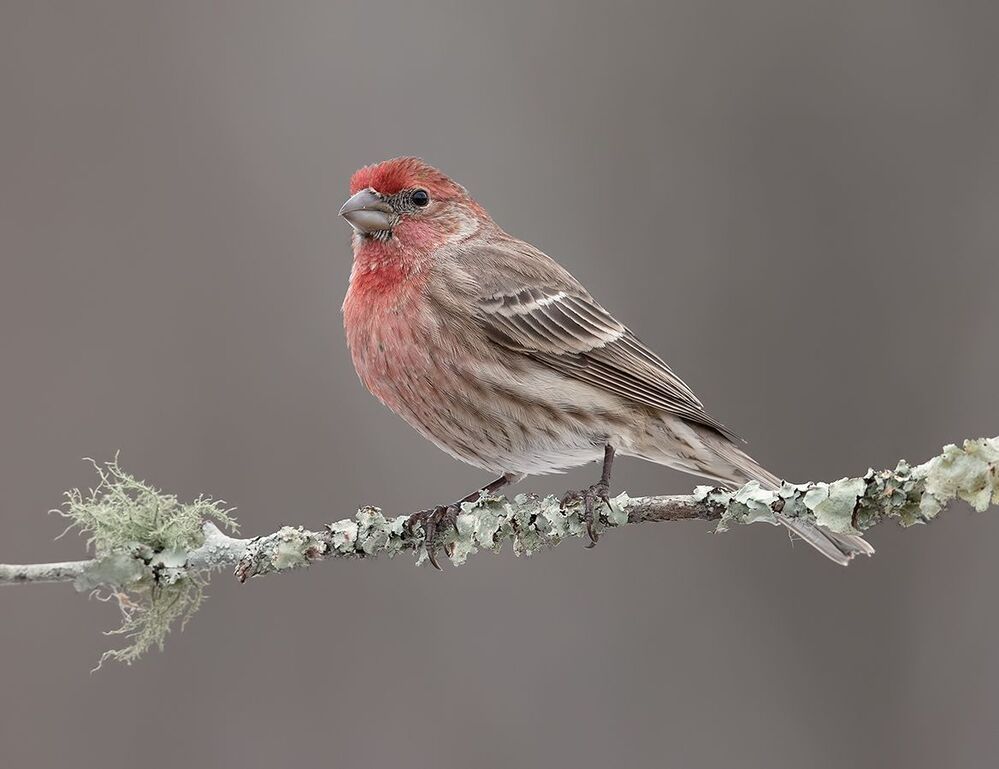 House finch - Мексиканская Чечевица