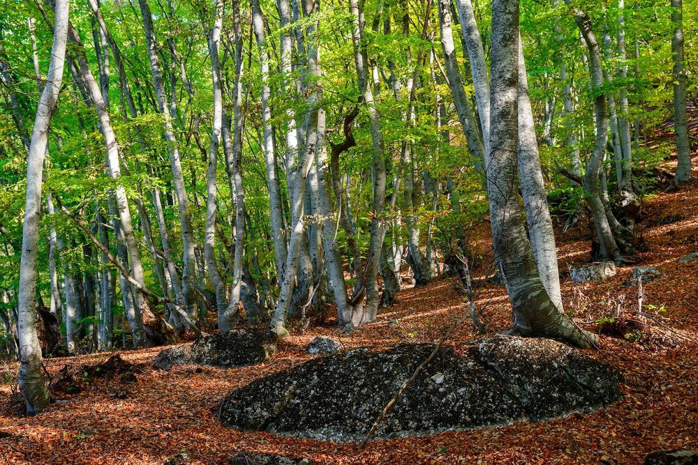 В буковом лесу