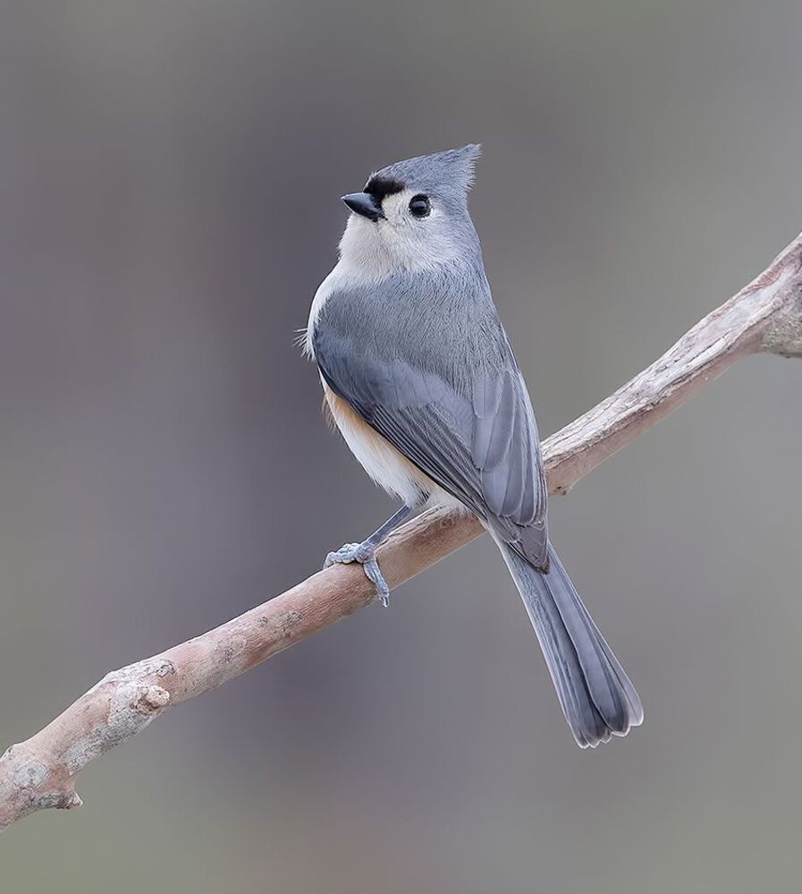 Tufted Titmouse -Острохохлая синица