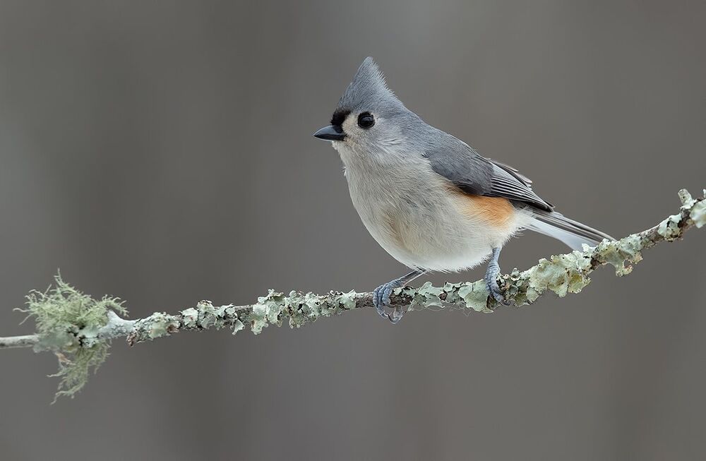 Tufted Titmouse -Острохохлая синица