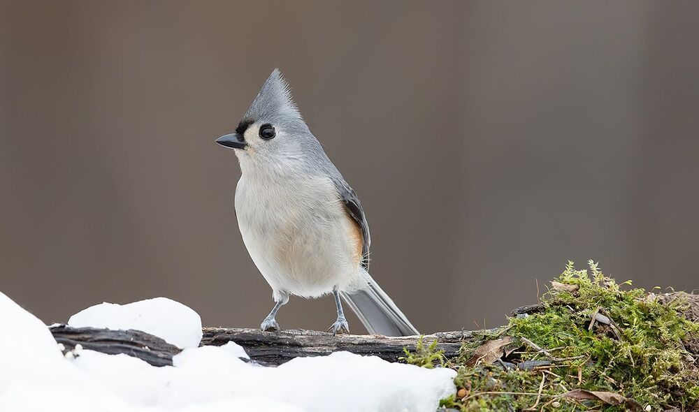 Tufted Titmouse -Острохохлая синица
