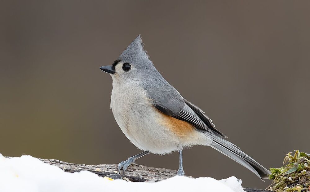 Tufted Titmouse -Острохохлая синица