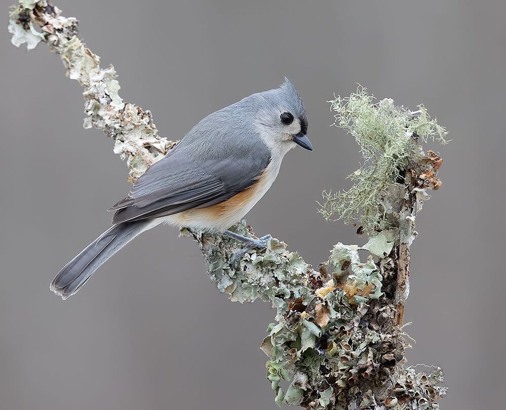 Tufted Titmouse -Острохохлая синица