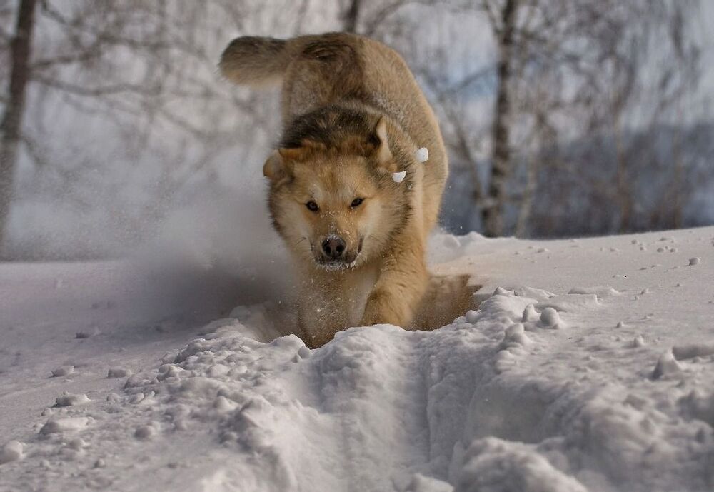 Игры на снегу.