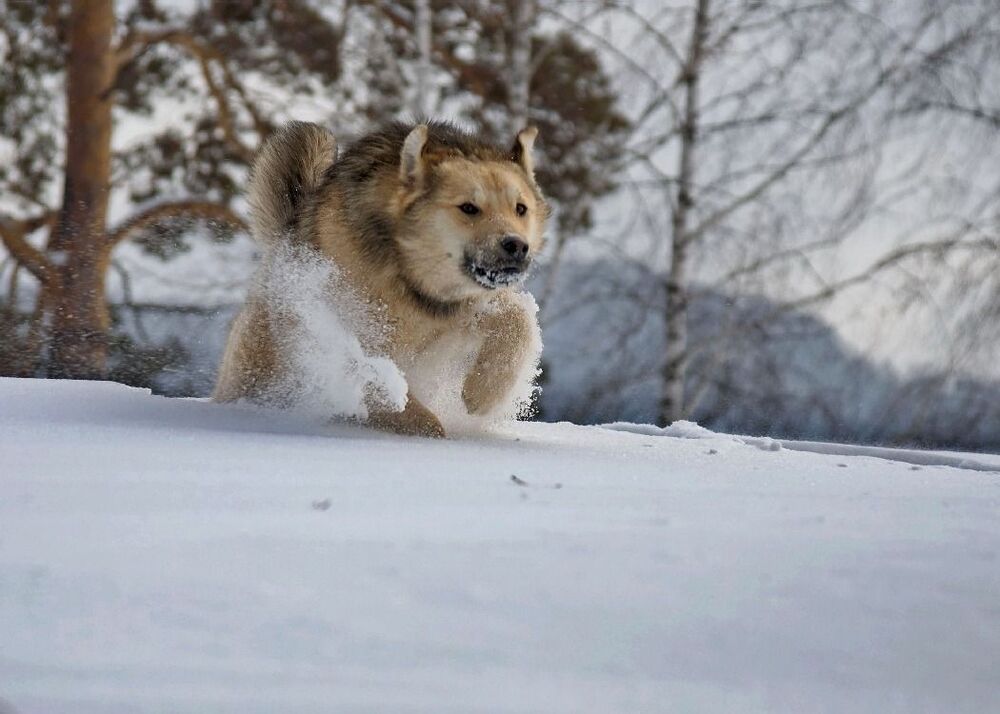 Игры на снегу.