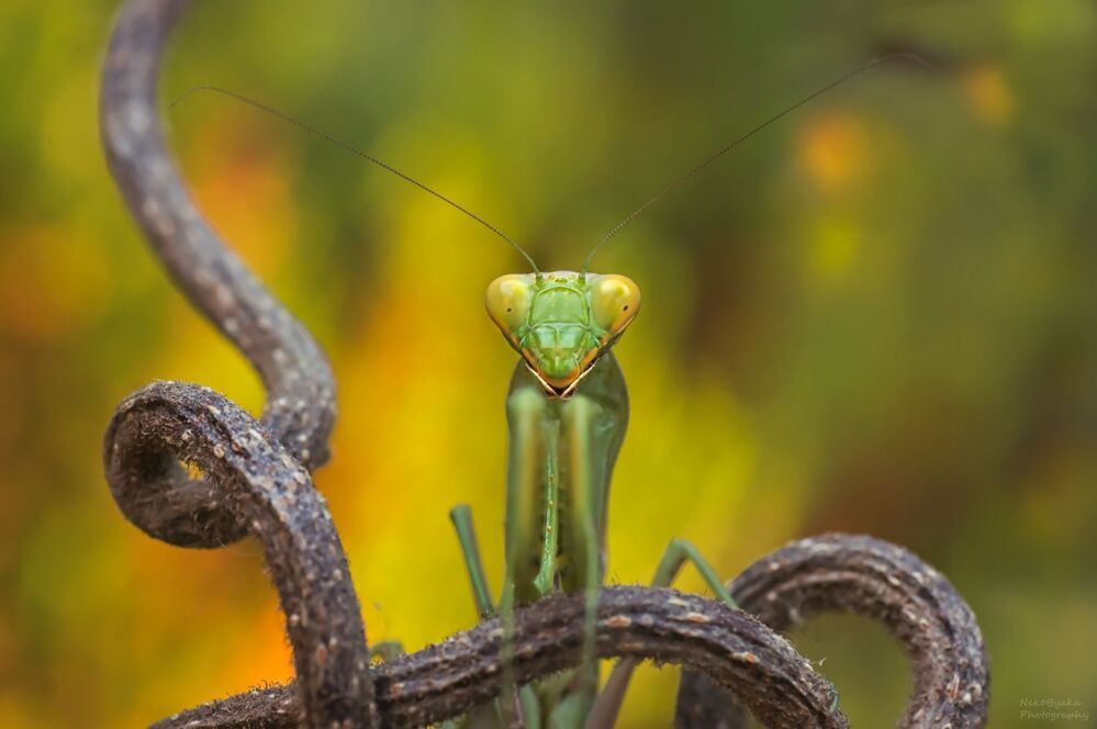 Богомолий фотосет