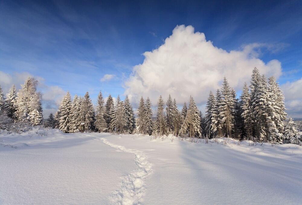 Winter