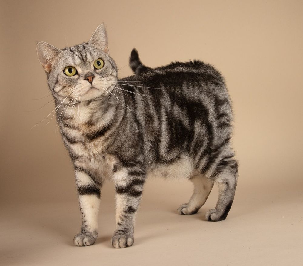 Маркиз. Американский короткошерстный кот