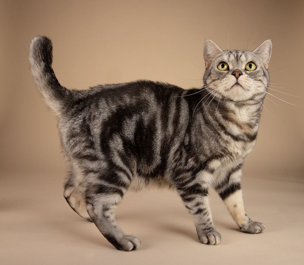 Маркиз. Американский короткошерстный кот