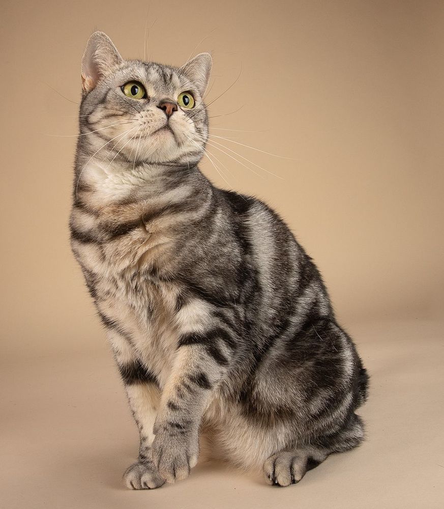 Маркиз. Американский короткошерстный кот