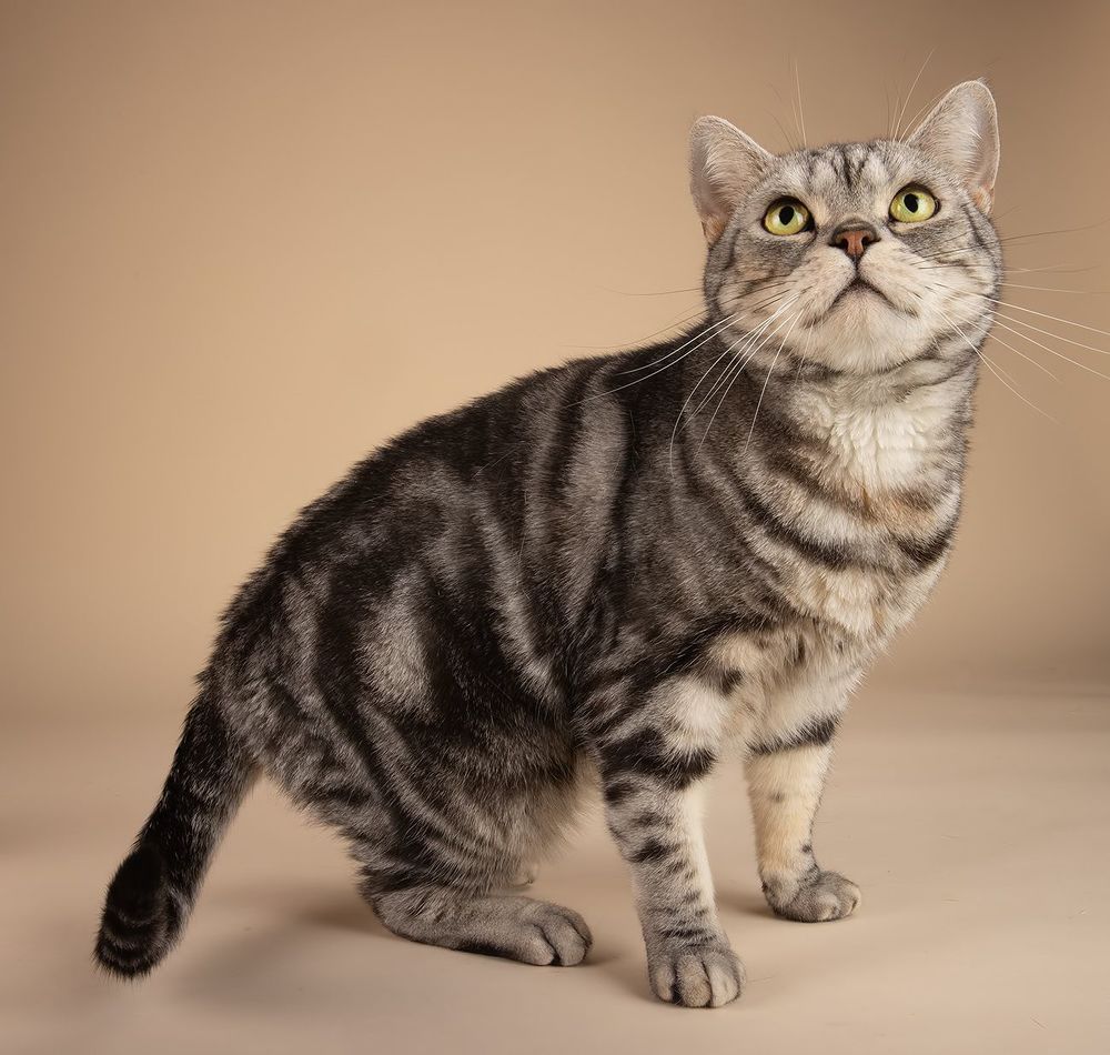 Маркиз. Американский короткошерстный кот
