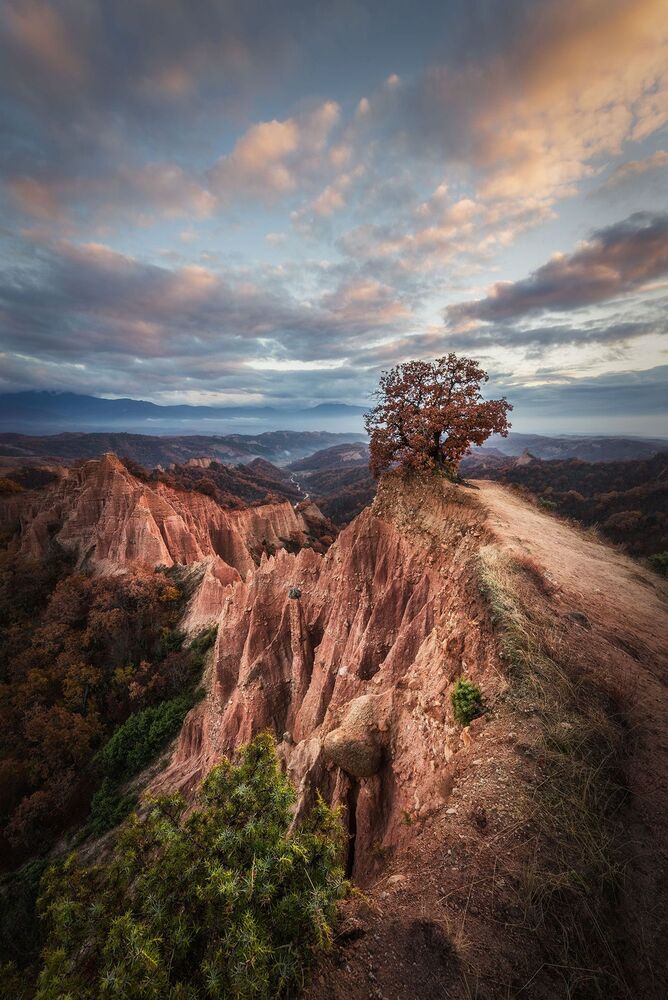 Dream