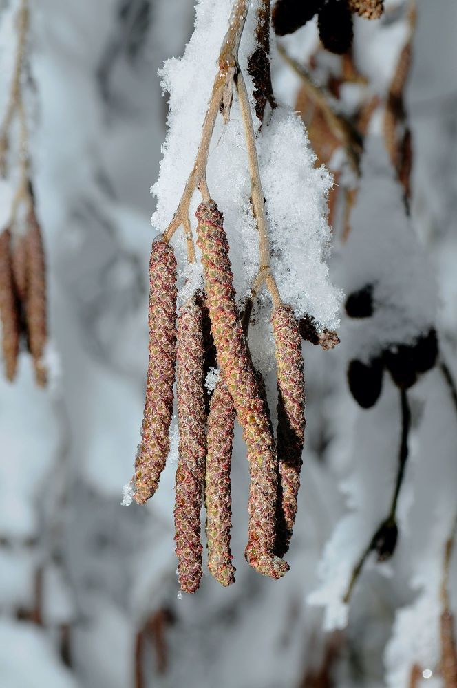 Серёжки