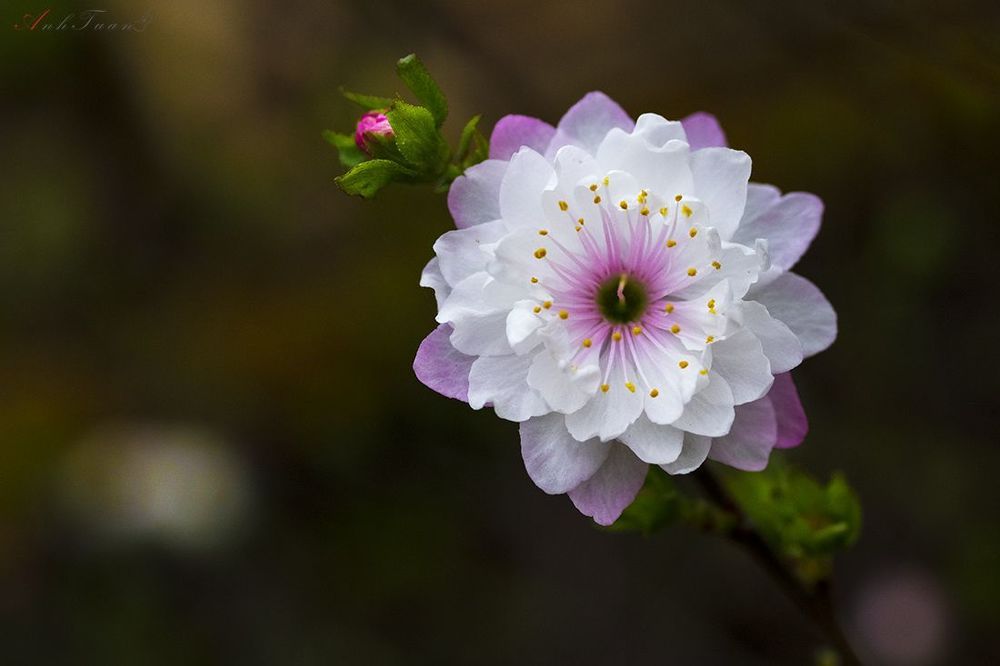 most flowers