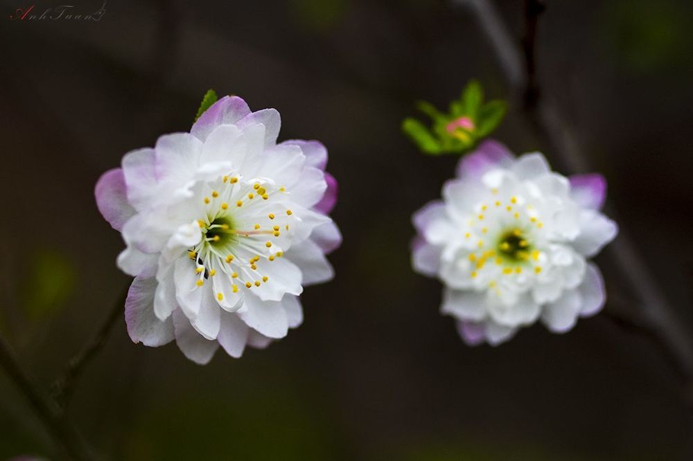 most flowers