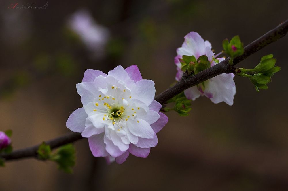 most flowers