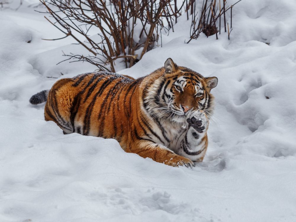 Амурская тигрица