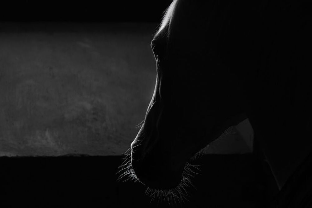 Photo 1860550