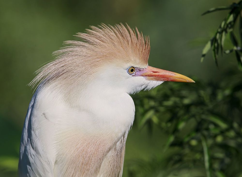 Египетская цапля -Cattle Egret