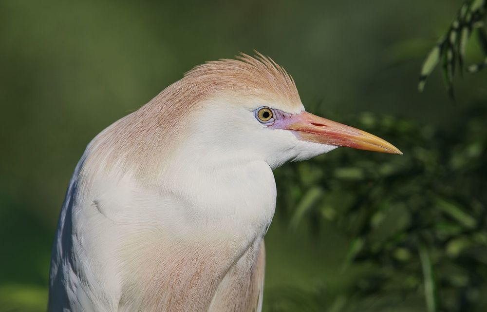 Египетская цапля -Cattle Egret