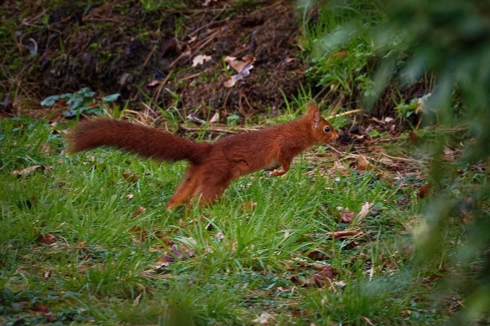 Red squirrel in grass