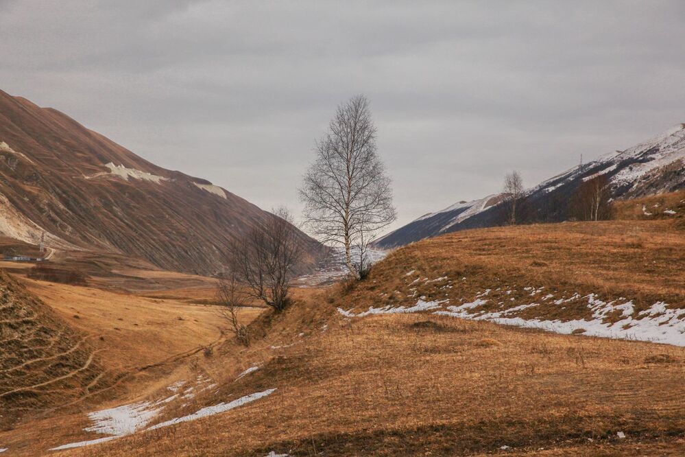 Береза в горах..