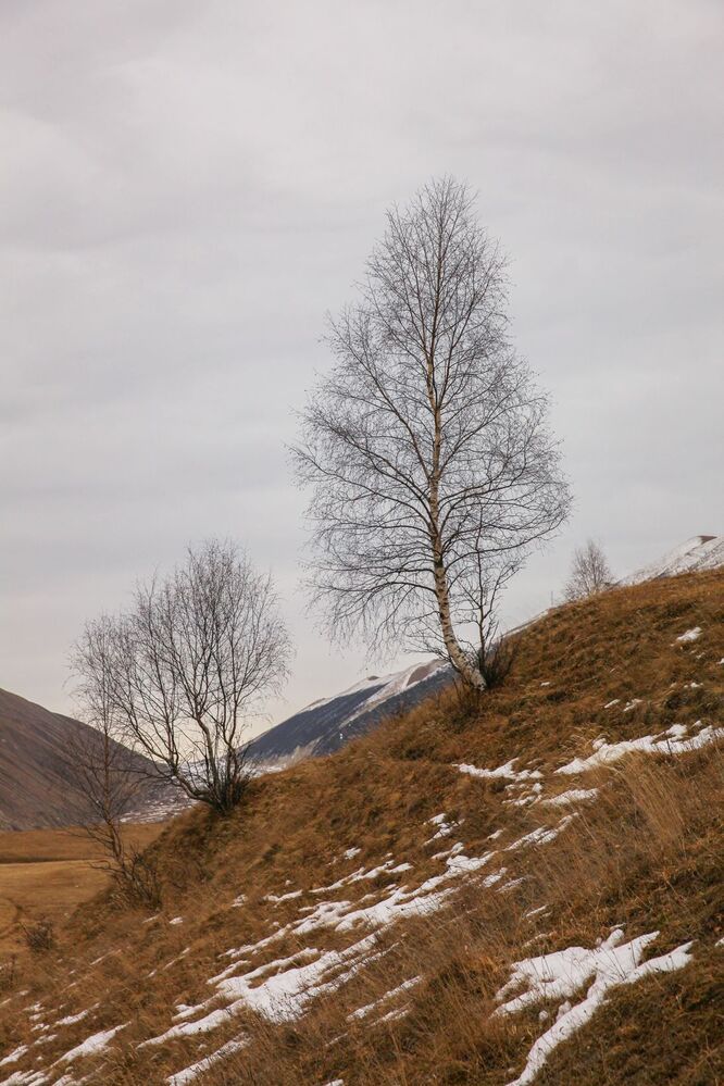 Береза в горах..