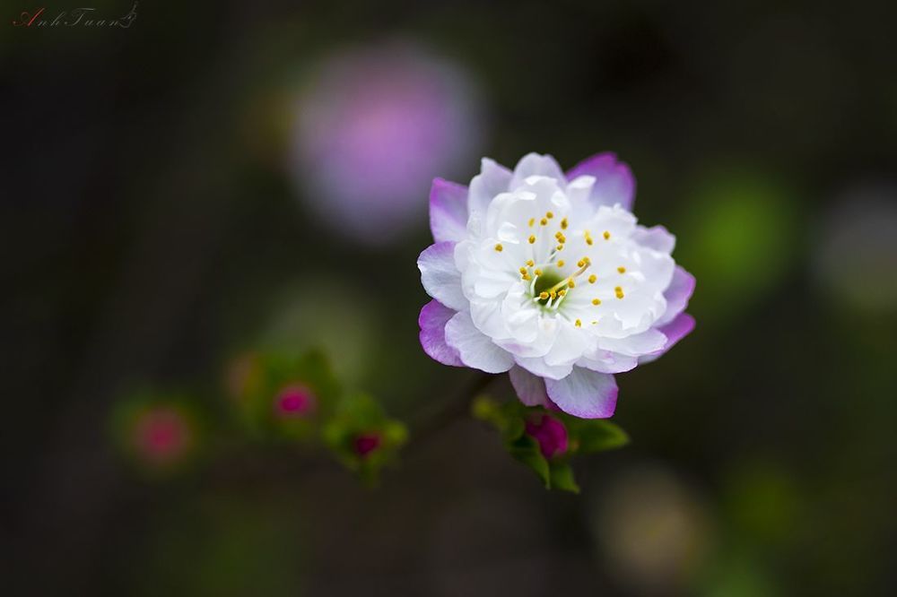 flowers in ice
