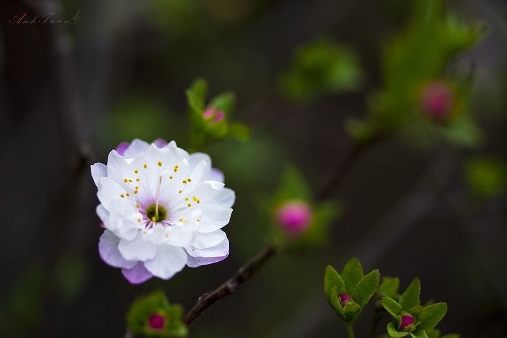 flowers in ice