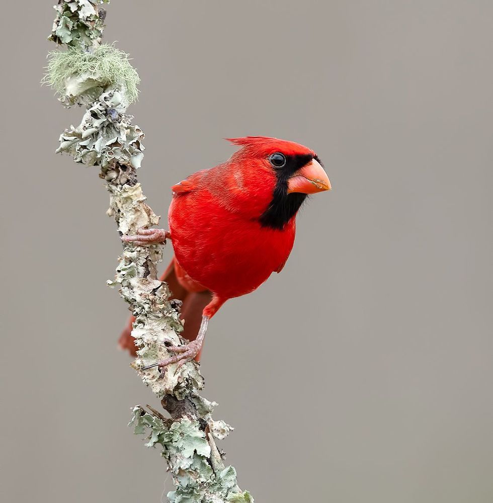 Northern Cardinal male - Красный кардинал самец