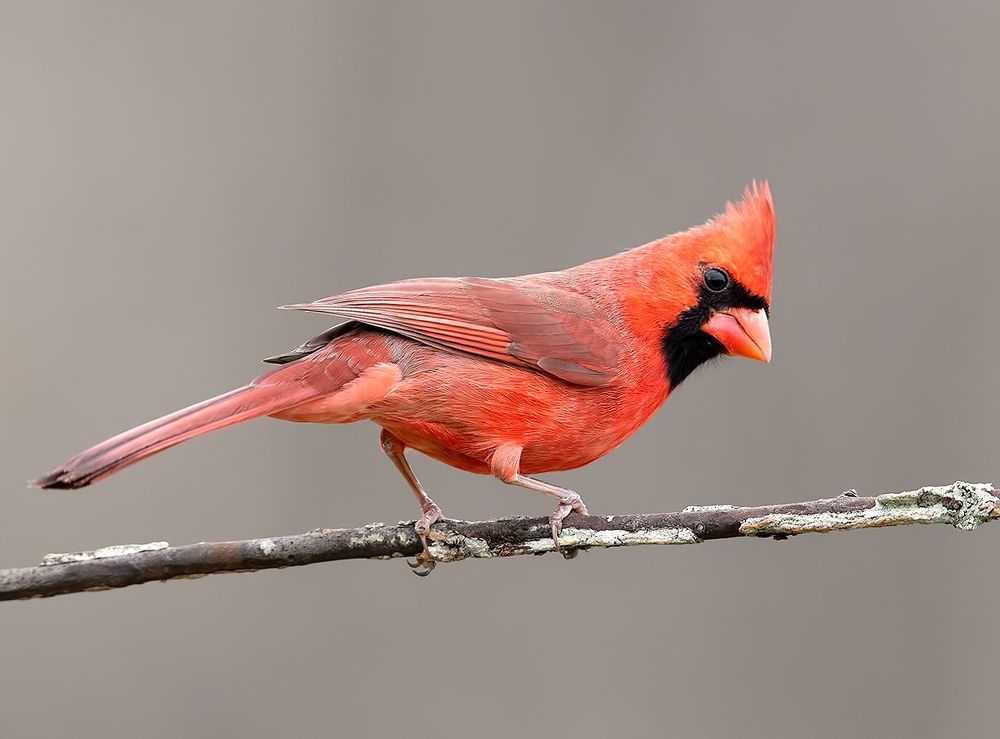 Northern Cardinal male - Красный кардинал самец
