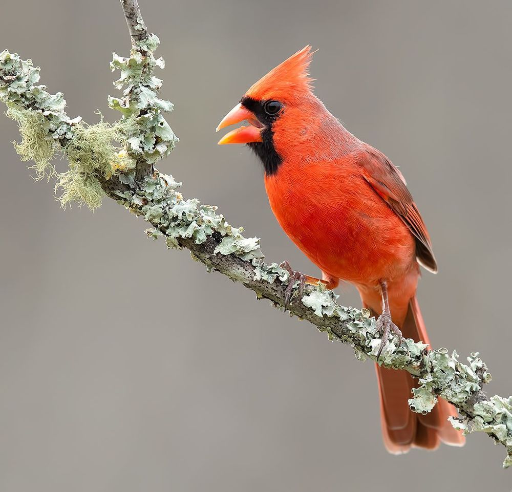 Northern Cardinal male - Красный кардинал самец