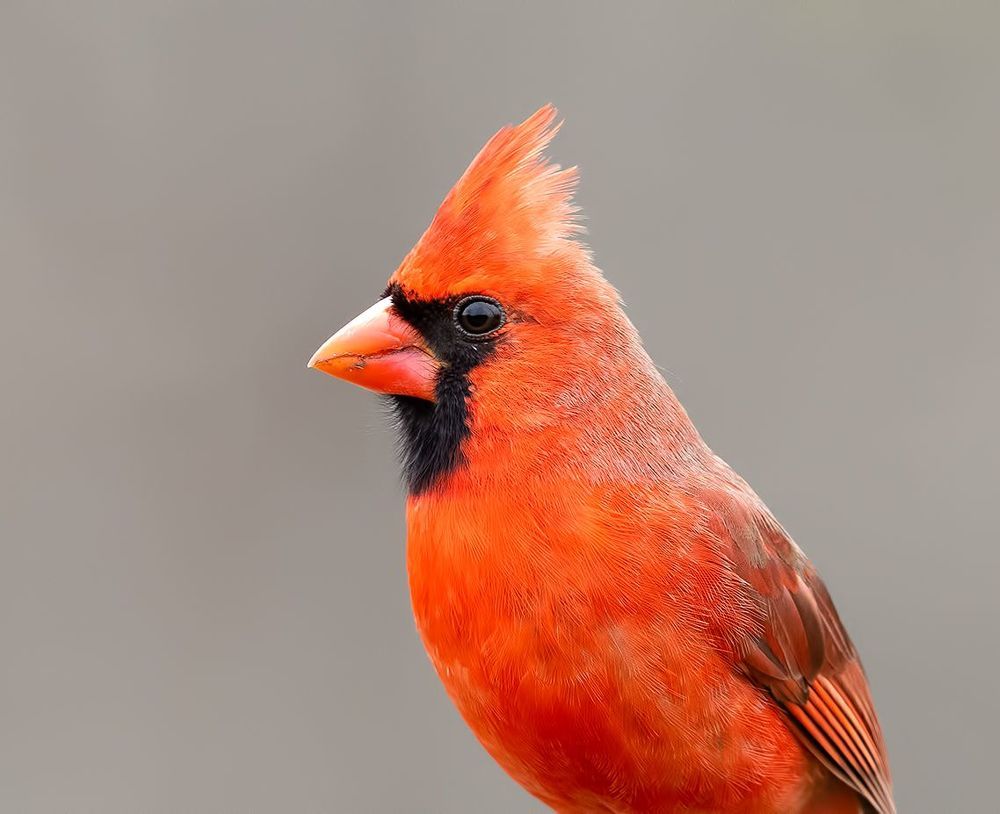 Northern Cardinal male - Красный кардинал самец
