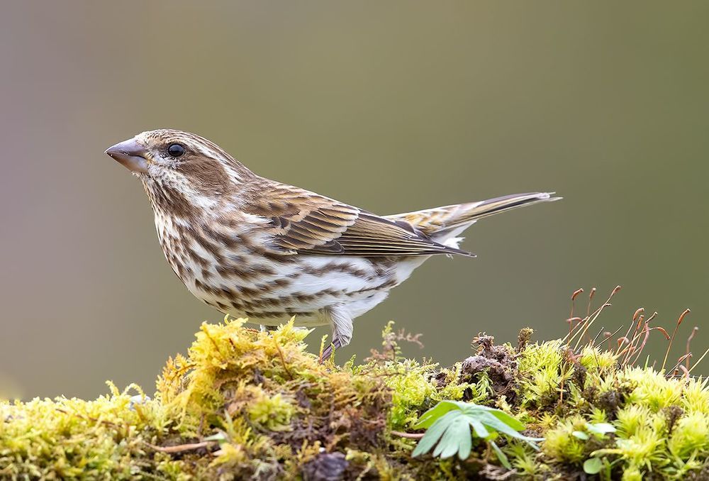 Female Purple finch - Пурпурная чечевица. cамка