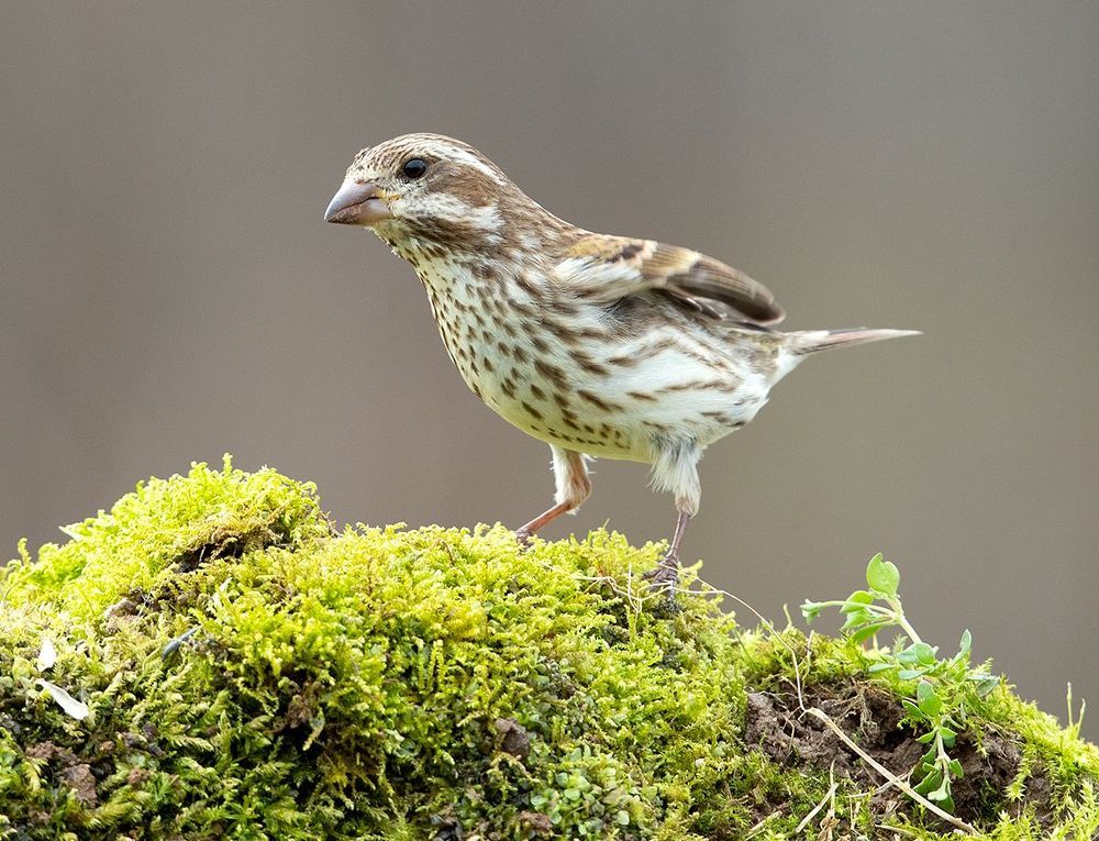 Female Purple finch - Пурпурная чечевица. cамка