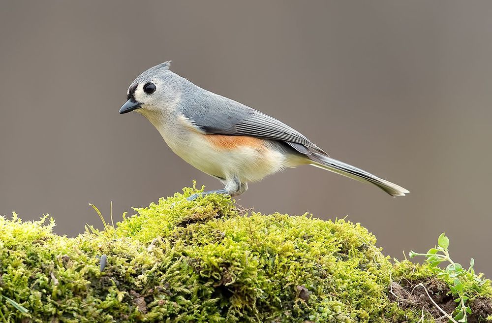 Tufted Titmouse -Острохохлая синица