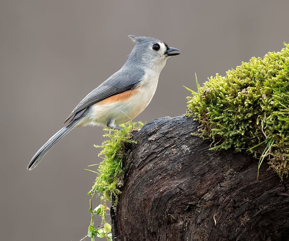 Tufted Titmouse -Острохохлая синица