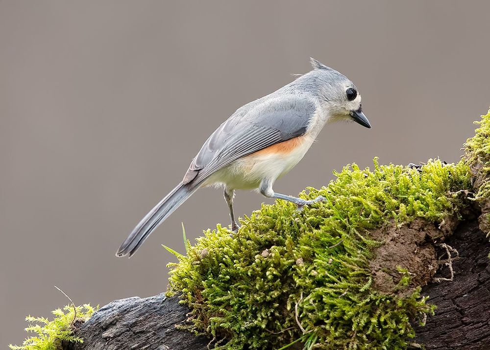 Tufted Titmouse -Острохохлая синица