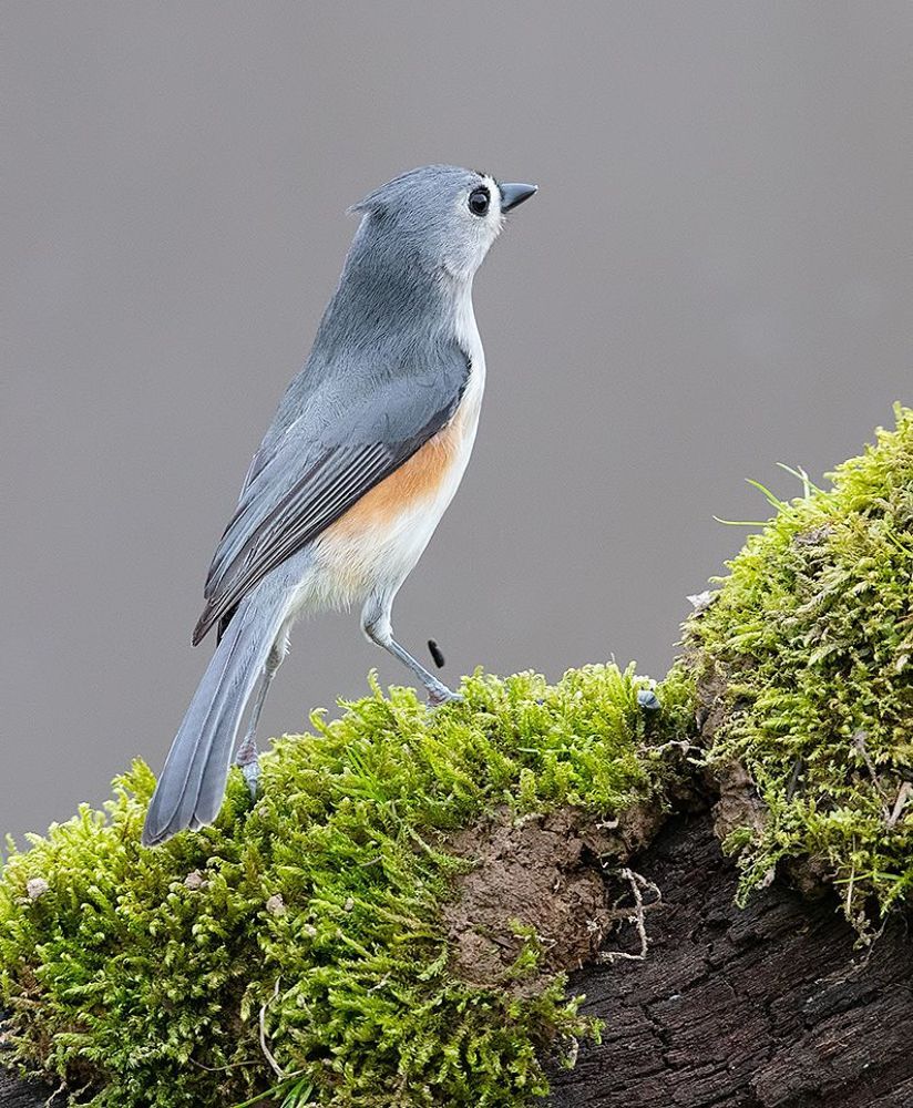 Tufted Titmouse -Острохохлая синица