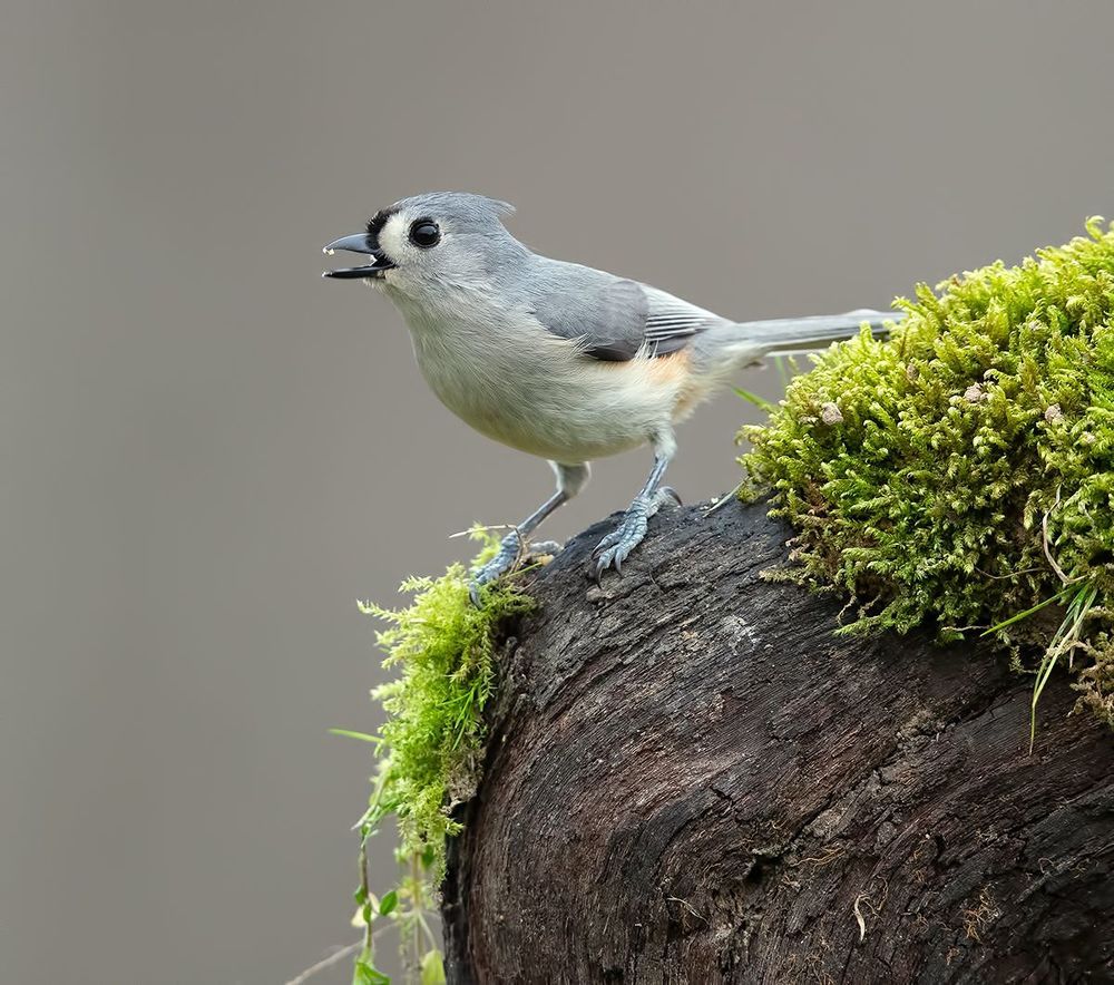 Tufted Titmouse -Острохохлая синица