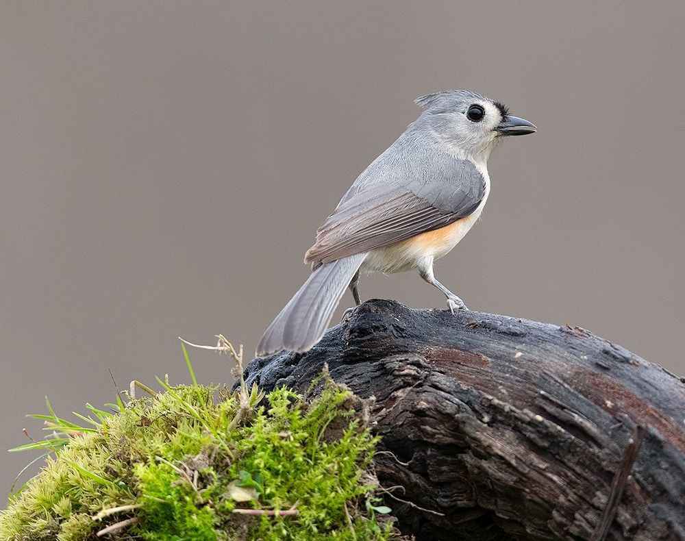 Tufted Titmouse -Острохохлая синица