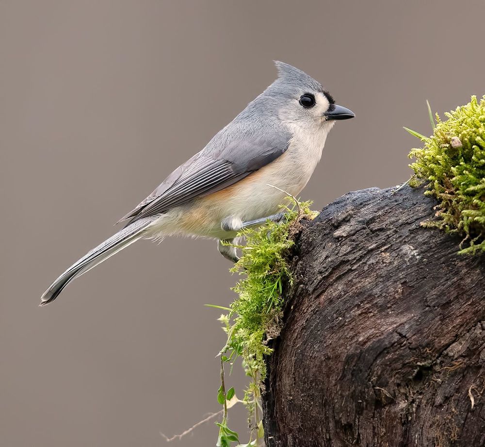 Tufted Titmouse -Острохохлая синица