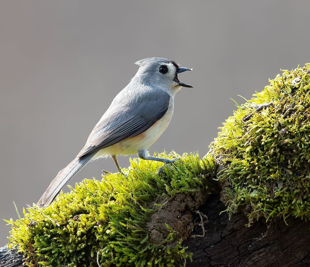 Tufted Titmouse -Острохохлая синица