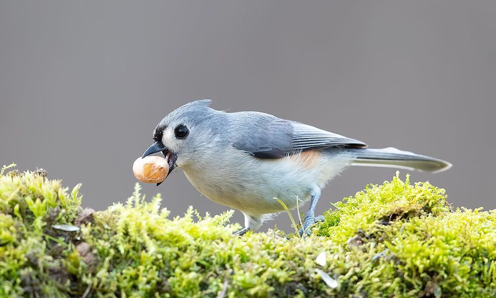Tufted Titmouse -Острохохлая синица