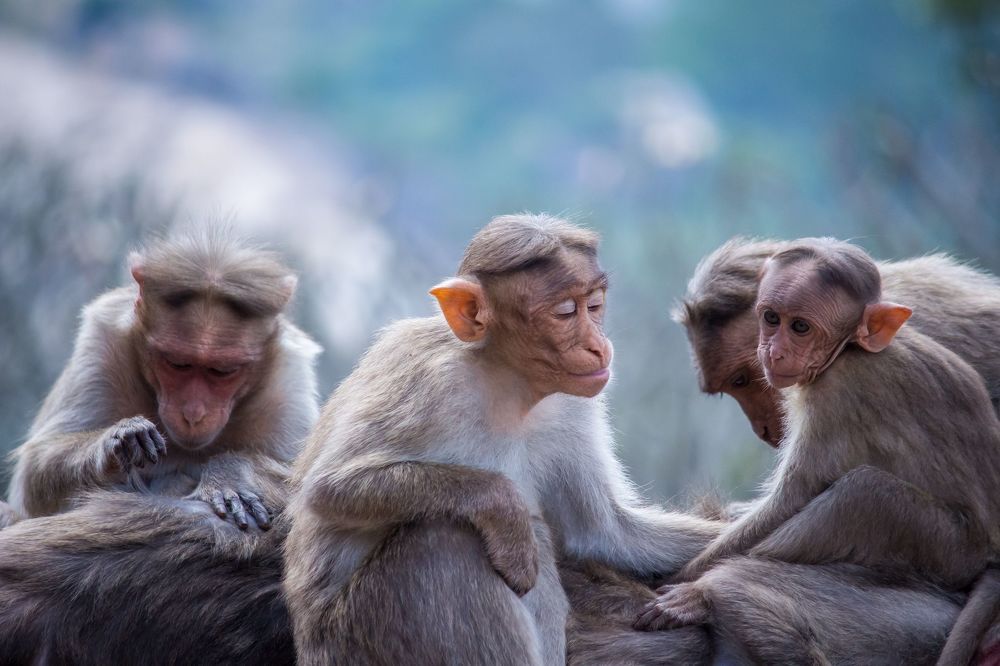This shot was taken at Melukote, Karnataka, India, 2020.