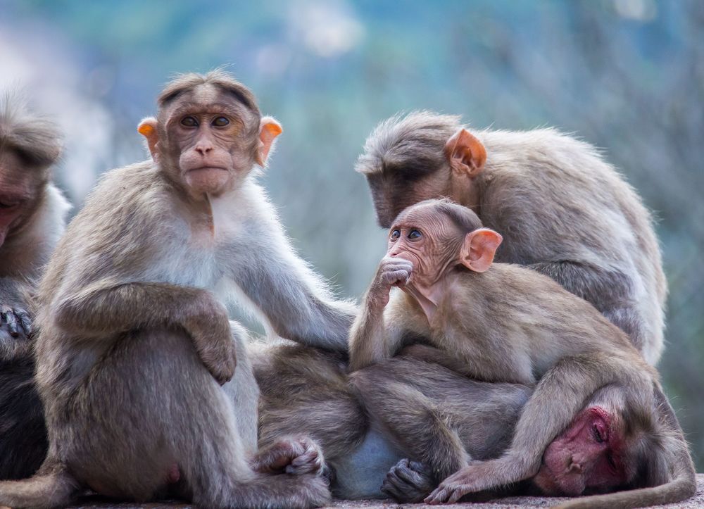 This shot was taken at Melukote, Karnataka, India, 2020.